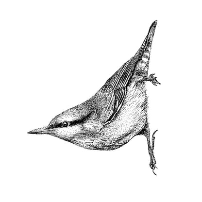 Nuthatch Wall Sticker