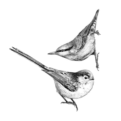 Nuthatch & Long-Tailed Tit Wall Sticker Set