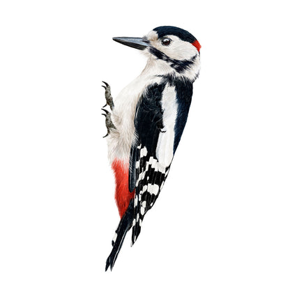 Woodpecker wall sticker (colour)