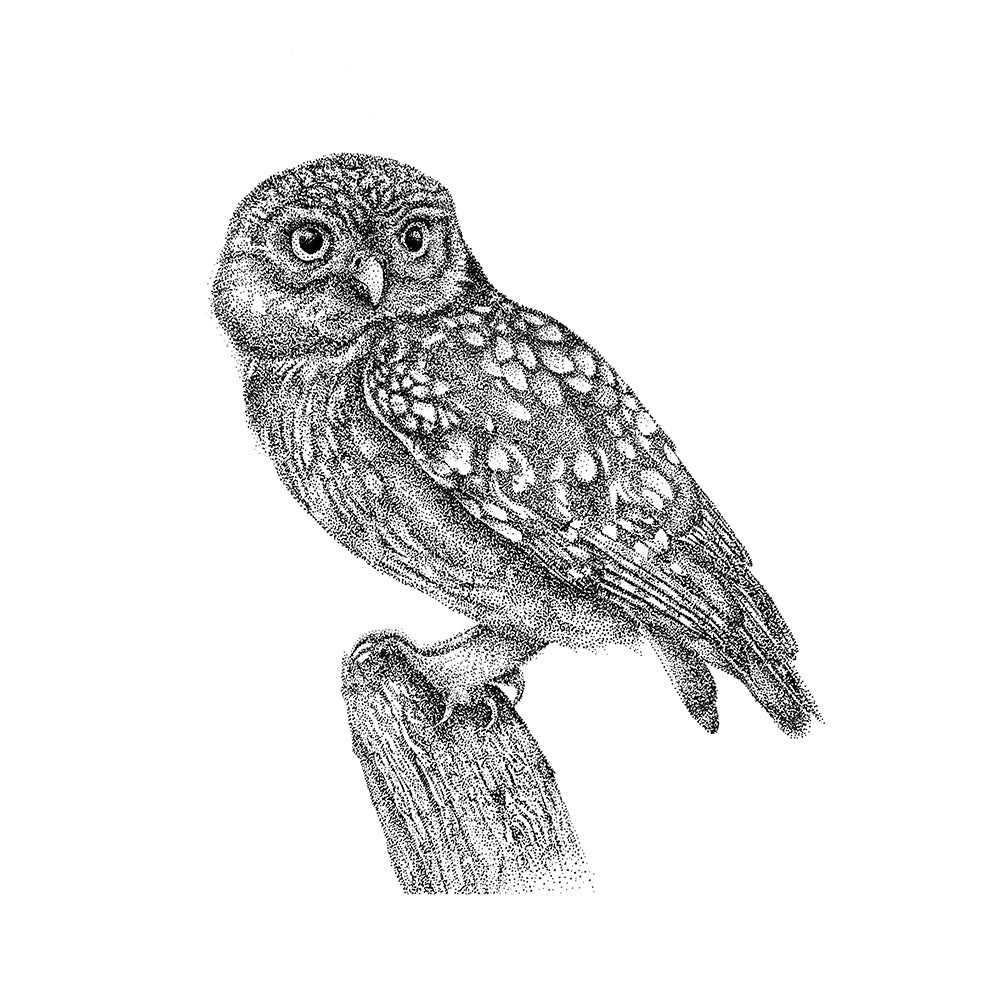 Little Owl Wall Sticker