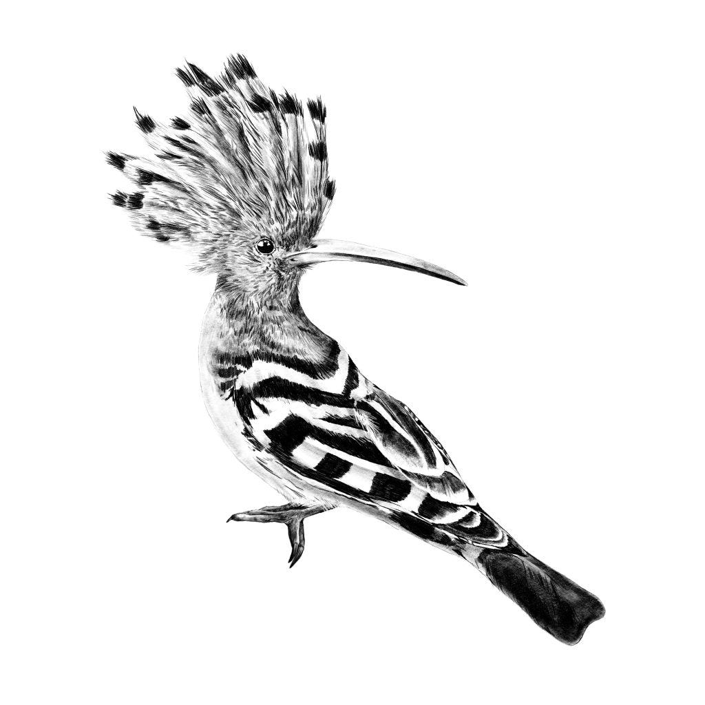 Hoopoe Wall Sticker