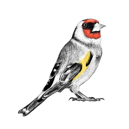 Goldfinch And Red Robin Wall Sticker Set